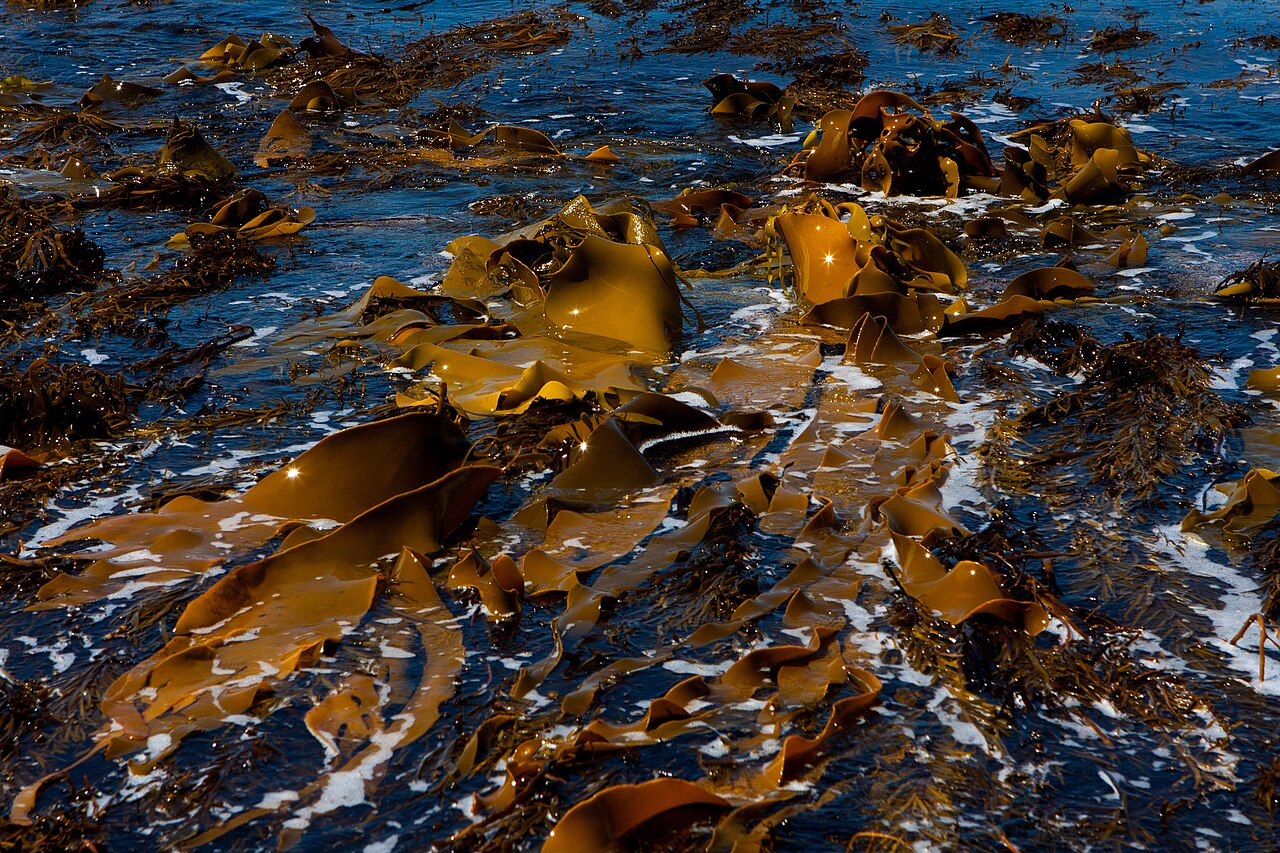 Golden bull kelp moving in the surf off Eaglehawk Neck, Tasmania