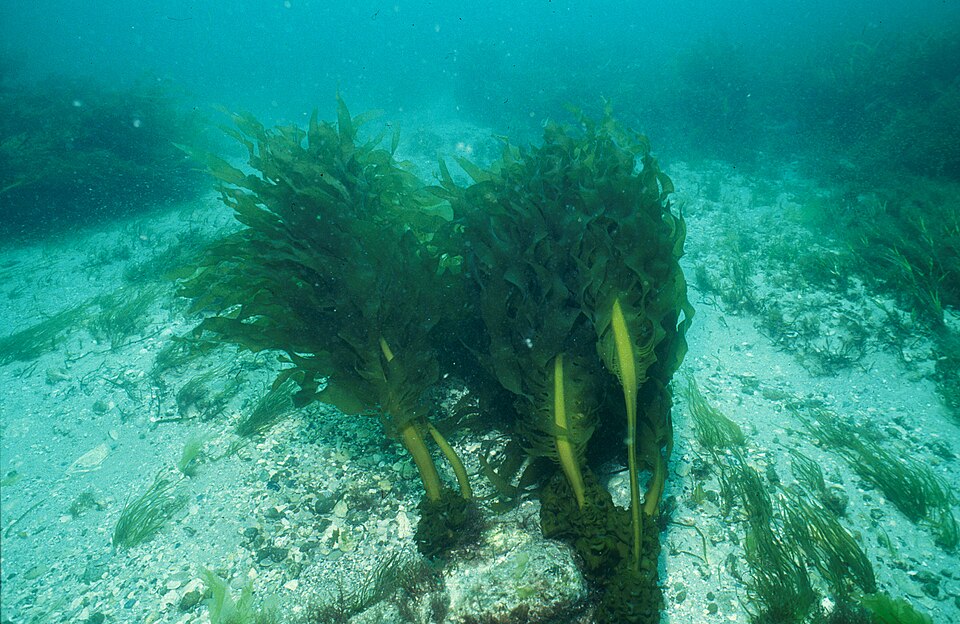 Undaria brown seaweed growing underwater in Australian waters